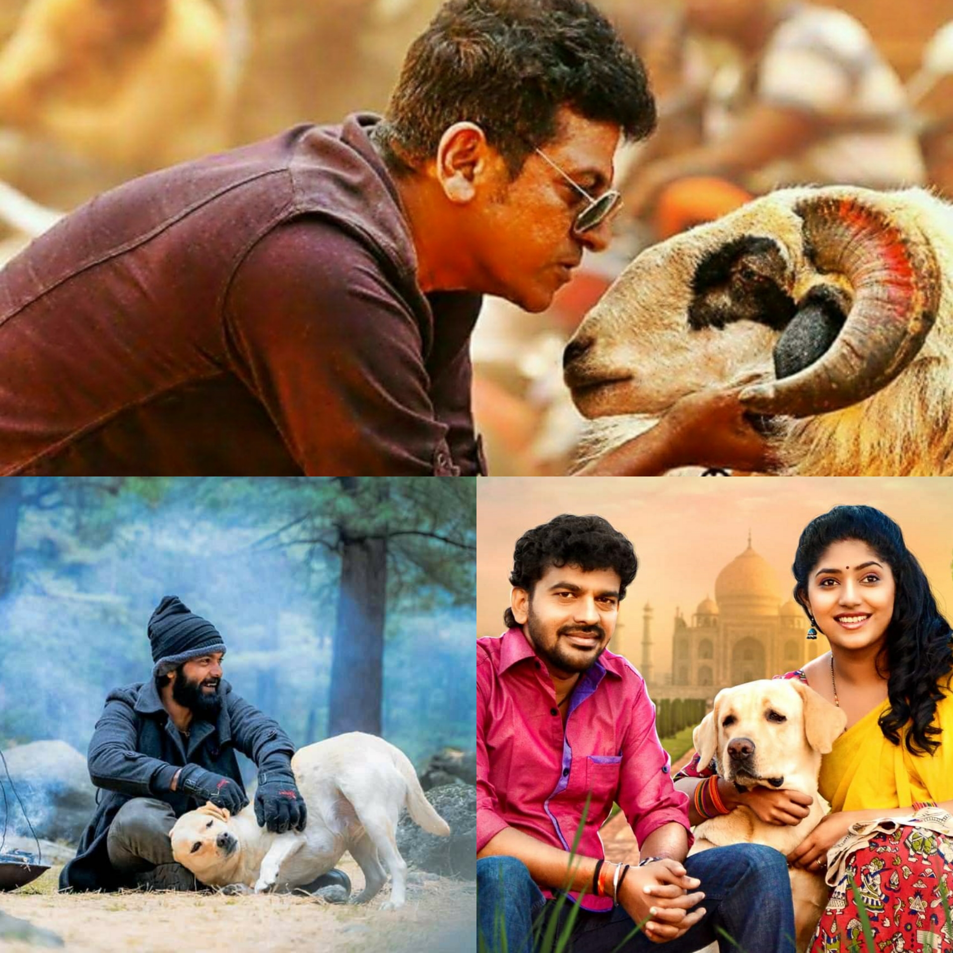 Filmmakers to shell out more for using animals in movie | Cini Mirror